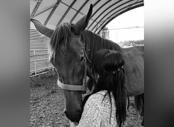 Oldenburg, Giumenta, 3 Anni, Baio scuro