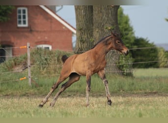 Oldenburg, Giumenta, 3 Anni