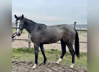 Oldenburg, Giumenta, 3 Anni, Grigio