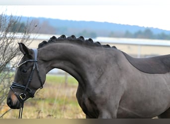 Oldenburg, Giumenta, 4 Anni, 156 cm, Baio scuro