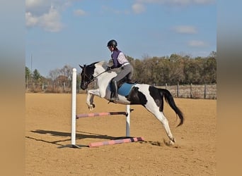 Oldenburg, Giumenta, 4 Anni, 157 cm, Pezzato