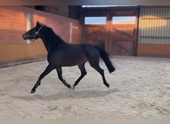 Oldenburg, Giumenta, 4 Anni, 158 cm, Baio scuro