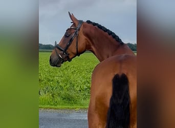 Oldenburg, Giumenta, 4 Anni, 160 cm, Baio