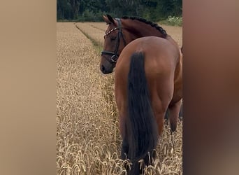 Oldenburg, Giumenta, 4 Anni, 160 cm, Baio