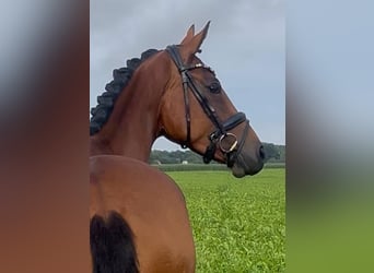 Oldenburg, Giumenta, 4 Anni, 160 cm, Baio