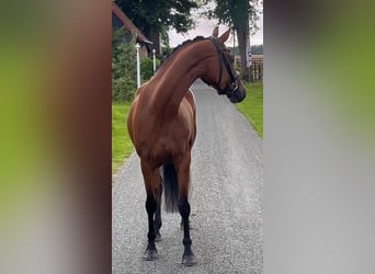 Oldenburg, Giumenta, 4 Anni, 160 cm, Baio