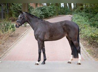 Oldenburg, Giumenta, 4 Anni, 160 cm, Baio scuro