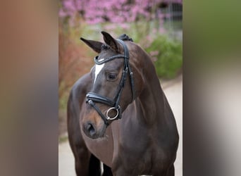 Oldenburg, Giumenta, 4 Anni, 160 cm, Baio scuro