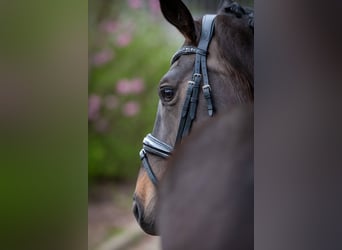 Oldenburg, Giumenta, 4 Anni, 160 cm, Baio scuro