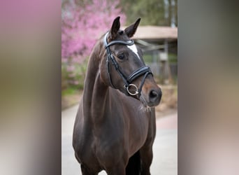 Oldenburg, Giumenta, 4 Anni, 160 cm, Baio scuro