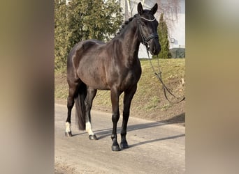Oldenburg, Giumenta, 4 Anni, 160 cm, Morello