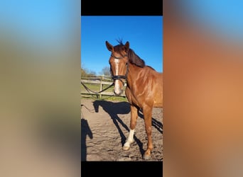 Oldenburg, Giumenta, 4 Anni, 160 cm, Sauro