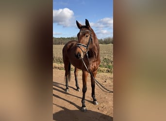 Oldenburg, Giumenta, 4 Anni, 161 cm, Baio