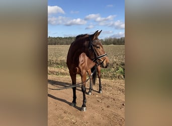 Oldenburg, Giumenta, 4 Anni, 161 cm, Baio