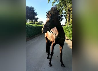 Oldenburg, Giumenta, 4 Anni, 161 cm, Baio scuro