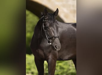 Oldenburg, Giumenta, 4 Anni, 161 cm, Morello