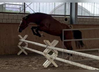 Oldenburg, Giumenta, 4 Anni, 162 cm, Baio