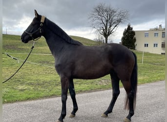 Oldenburg, Giumenta, 4 Anni, 162 cm, Morello