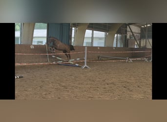 Oldenburg, Giumenta, 4 Anni, 162 cm, Sauro scuro