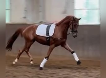 Oldenburg, Giumenta, 4 Anni, 162 cm, Sauro scuro