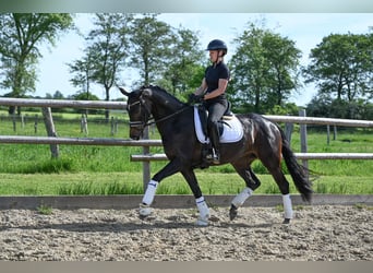 Oldenburg, Giumenta, 4 Anni, 163 cm, Baio scuro