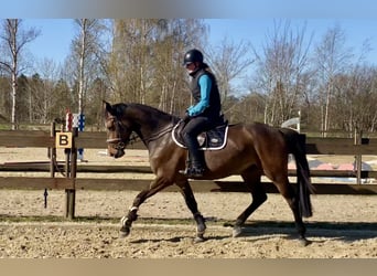 Oldenburg, Giumenta, 4 Anni, 163 cm, Baio scuro
