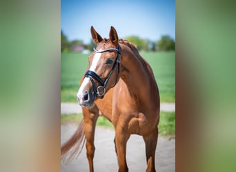 Oldenburg, Giumenta, 4 Anni, 163 cm, Sauro scuro
