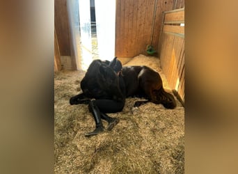 Oldenburg, Giumenta, 4 Anni, 164 cm, Baio nero