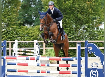 Oldenburg, Giumenta, 4 Anni, 164 cm, Baio scuro