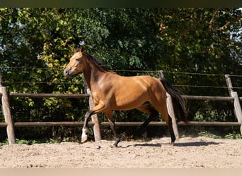 Oldenburg, Giumenta, 4 Anni, 164 cm, Pelle di daino