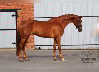 Oldenburg, Giumenta, 4 Anni, 164 cm, Sauro
