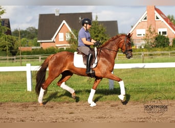 Oldenburg, Giumenta, 4 Anni, 164 cm, Sauro