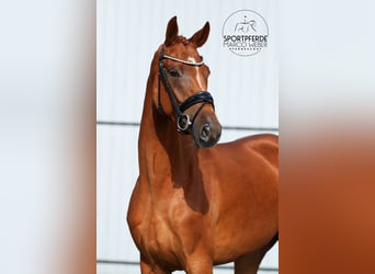 Oldenburg, Giumenta, 4 Anni, 164 cm, Sauro
