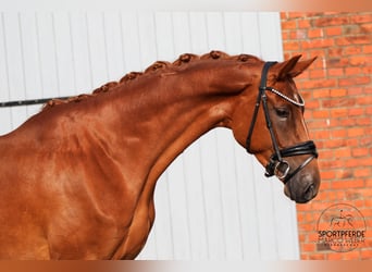 Oldenburg, Giumenta, 4 Anni, 164 cm, Sauro