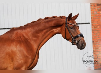 Oldenburg, Giumenta, 4 Anni, 164 cm, Sauro