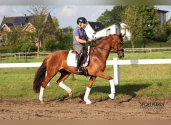 Oldenburg, Giumenta, 4 Anni, 164 cm, Sauro