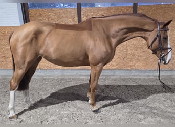 Oldenburg, Giumenta, 4 Anni, 164 cm, Sauro