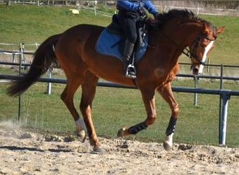 Oldenburg, Giumenta, 4 Anni, 164 cm, Sauro scuro