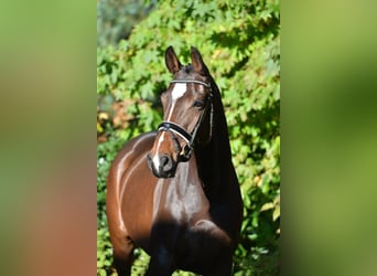 Oldenburg, Giumenta, 4 Anni, 165 cm, Baio