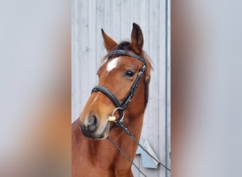 Oldenburg, Giumenta, 4 Anni, 165 cm, Baio