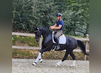 Oldenburg, Giumenta, 4 Anni, 165 cm, Baio nero