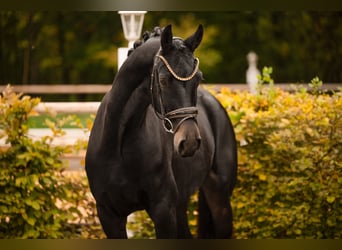 Oldenburg, Giumenta, 4 Anni, 165 cm, Baio nero