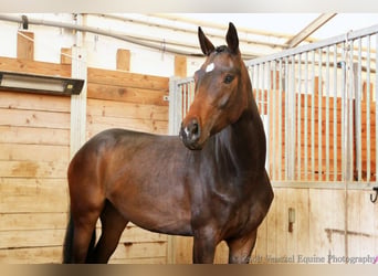 Oldenburg, Giumenta, 4 Anni, 165 cm, Baio scuro