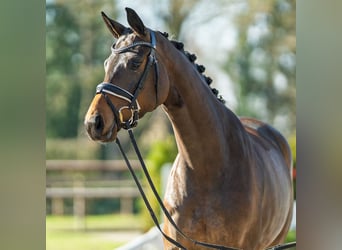 Oldenburg, Giumenta, 4 Anni, 165 cm, Baio scuro