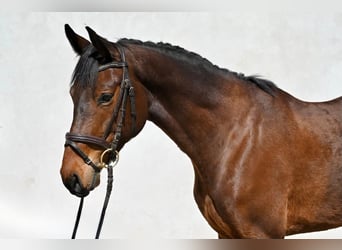 Oldenburg, Giumenta, 4 Anni, 165 cm, Baio scuro