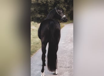 Oldenburg, Giumenta, 4 Anni, 165 cm, Morello