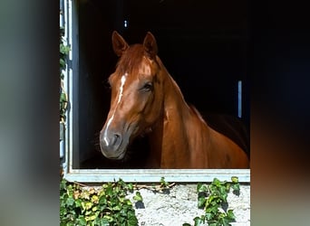 Oldenburg, Giumenta, 4 Anni, 165 cm, Sauro