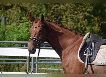 Oldenburg, Giumenta, 4 Anni, 165 cm, Sauro scuro