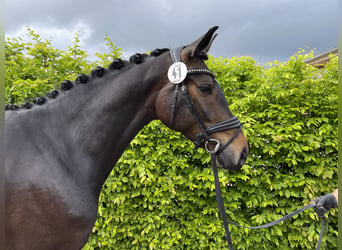 Oldenburg, Giumenta, 4 Anni, 166 cm, Baio nero