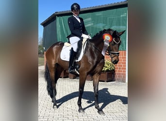 Oldenburg, Giumenta, 4 Anni, 166 cm, Baio scuro